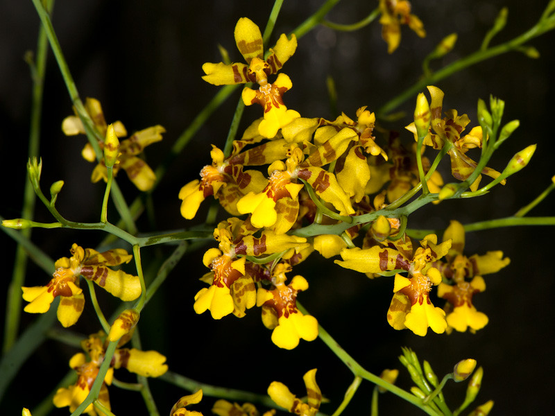 The beauty of Oncidium flowers