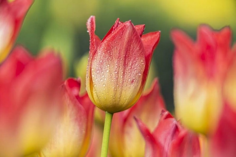 Triumph Tulips brings elegance to the space