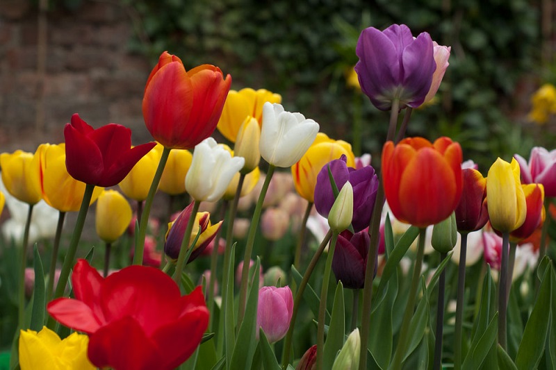 Triumph Tulips