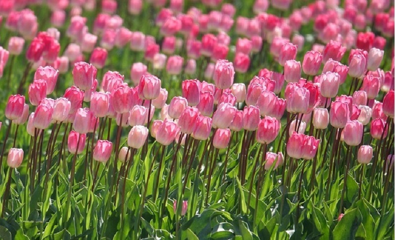 Tulips are a cold-loving plant