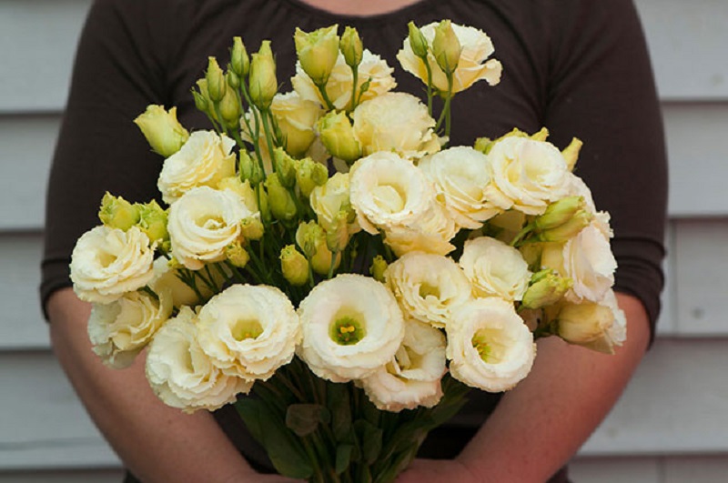 White Lisianthus