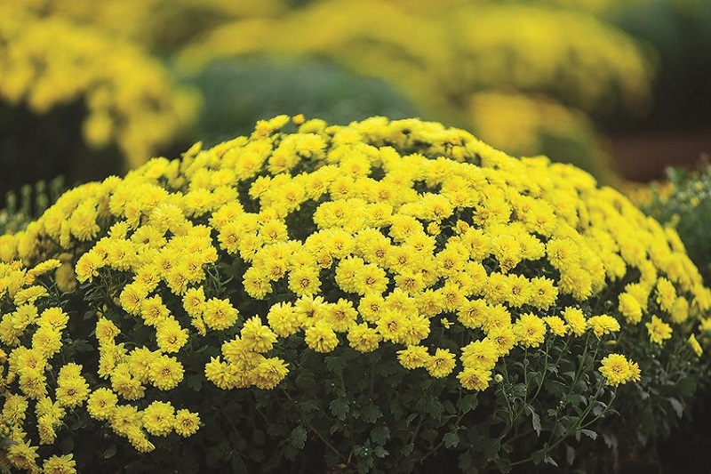 Wild chrysanthemums represent sweet, faithful love