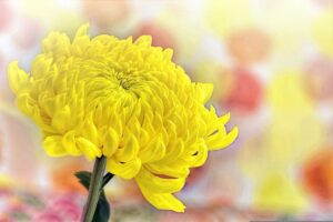 Yellow Chrysanthemum