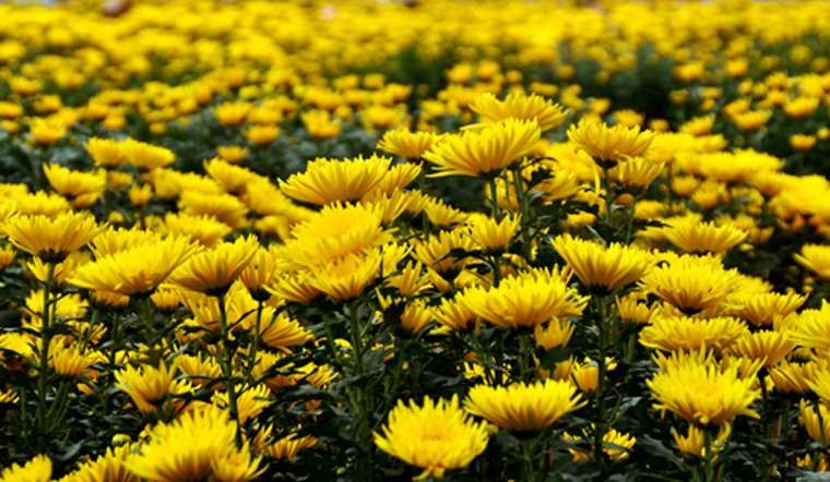 Yellow chrysanthemum Brings fortune and luck