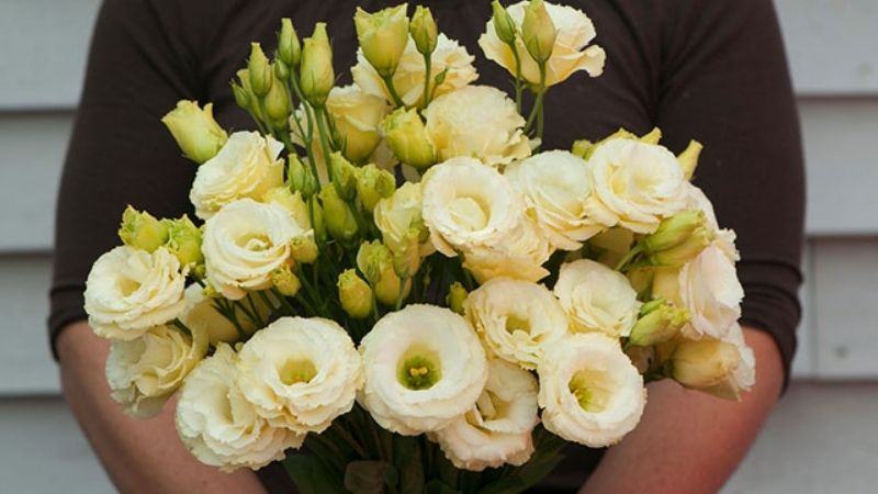 Yellow lisianthus is a symbol of joy and happiness