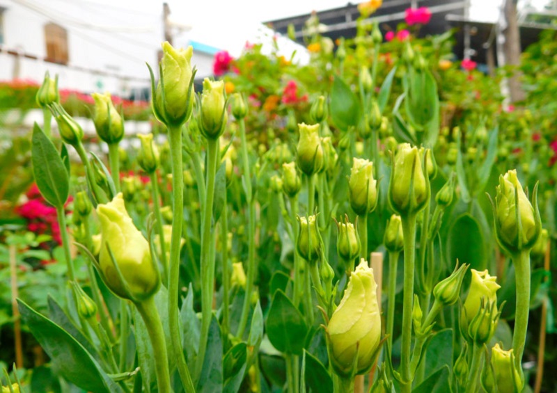 Yellow Lisianthus